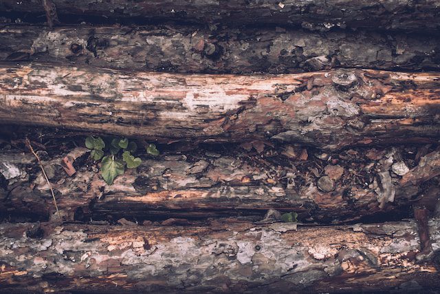 denis-agati-F9DfAwrm5FE-unsplash